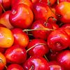 Cerisiers nains rustiques au Québec | Guide de culture et de production